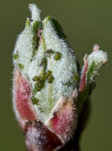 Small bugs on a tree bud