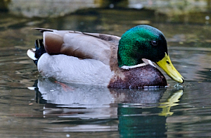 Male mallard in pond