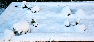 Snow covered rhubarb
