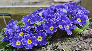 Blue and yellow bedding plants