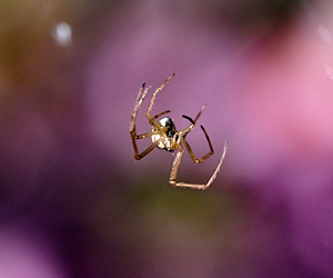 Small spider against background of heather