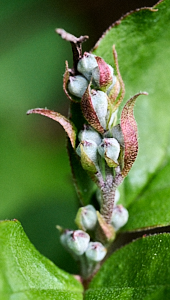 Close up of bush about to flower