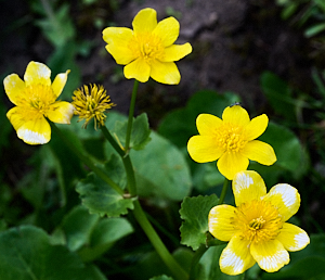 Vivid yellow and white flowers