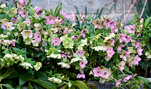 Border of helibores in flower