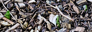 Orchids appearing above gorund