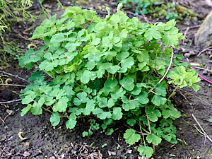 Aquilegia bush