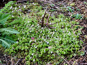 Group of white lfowers