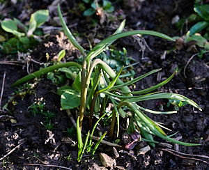 Snakeshead fritillaries