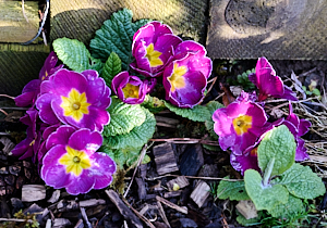 Yellow and mauve beddingplants