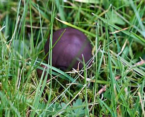 Mushroom in lawn
