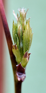 Wisteria beginning to grow