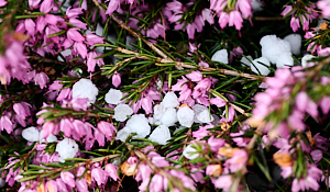 Hailstomes on a heather bush