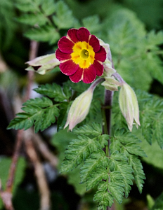 Deep red and yellow cowslip