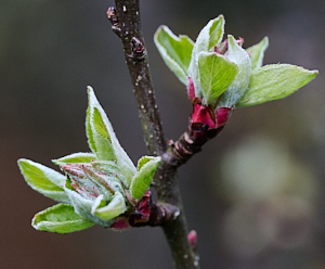 Apple tree leaves appearing