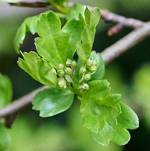New hawthorrn leaves