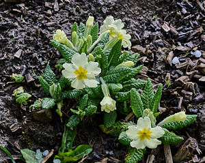 Primroses