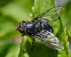 Close up of a fly