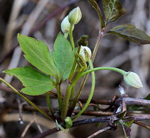 Clematis buds
