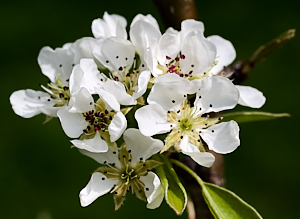 Pear tree blossom