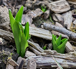 Orchids appearing above ground