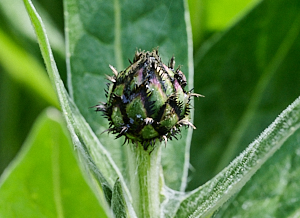 Pruple & green bud before opening