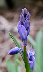 Nativ ebluebell close up