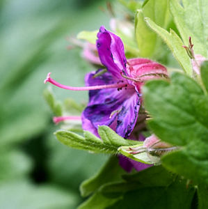 Close up of purple flower