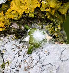 Germinated mistletoe seed