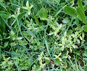 Yellowrattle appearing