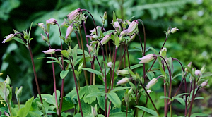 Aquilegia about to flower