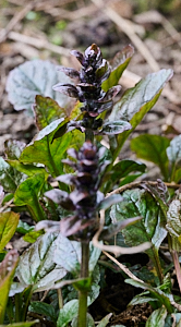 Bugle flower