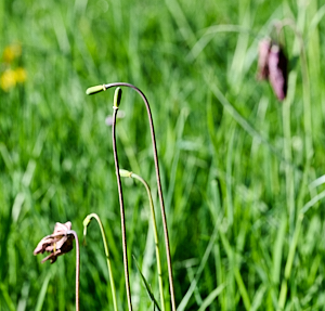 Early snakeshead fritillary see dheads.