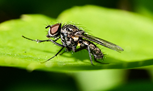 Clsoe up of fly on leaf