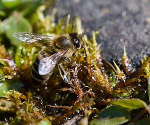 Close up of hover fly near pond edge