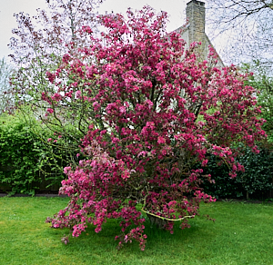 Red cherry blossom