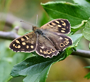 Speckled wood butterfly