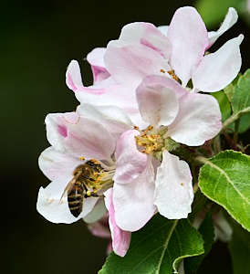 Bee feeding on apple blossom