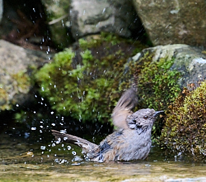 Dunnock bathing
