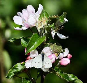 Large white butterfly on apple blossom