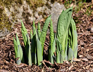 Hostas growing well