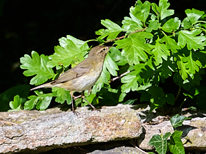 Chiffchaff on wall