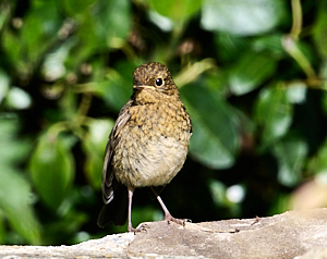 Juvenile robin on wall