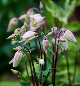 Close upo f aquilegia flowers