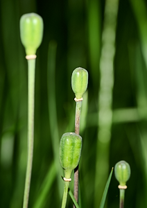 Snakeshead fritillary seed heads
