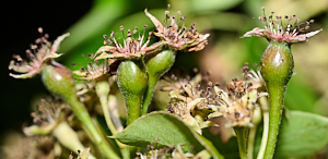Possible conference pears