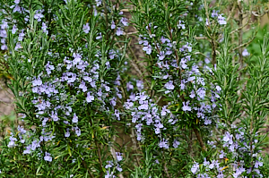 Rosemary in flower