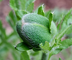 Close up of unopened poppy 