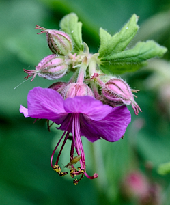Close up of flower