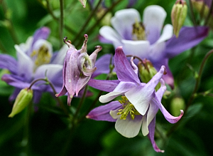 CLose up of aquilegia flower
