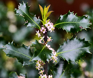 Holly in flower
